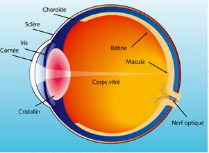 Toute la rétine est importante pour une bonne vision mais la petite région centrale appelée macula est cent fois plus sensible que les régions périphériques.