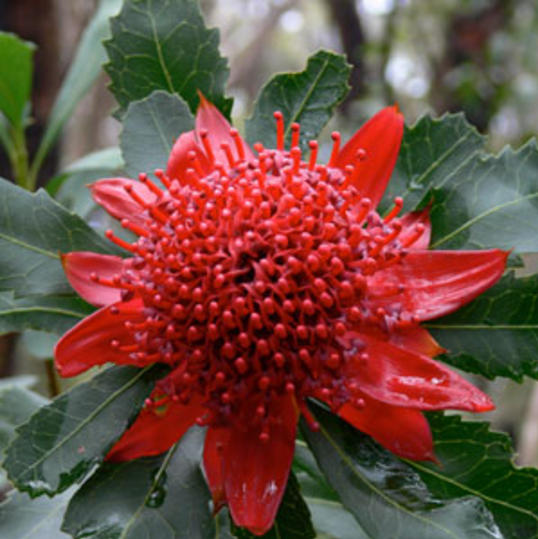 Très ancienne (elle remonterait à 6 millions d’années), elle est l’emblème des fleurs du bush australien. Elle est connue pour sa capacité à aider les gens à surmonter leurs difficultés, leur désespérance. Elle permettrait de retrouver ténacité et endurance lorsque l’on perd nos forces.