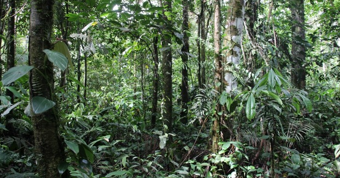 Cette exposition propose aux visiteurs une expérience immersive grâce à la richesse visuelle de ses collections, ainsi qu’aux installations sonores qui récréent l’ambiance de la forêt amazonienne. 