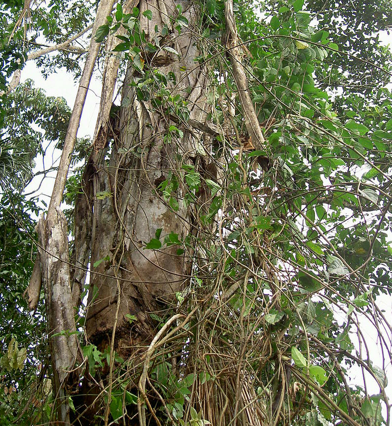 Dans diverses communautés indigènes amazoniennes, l’ayahuasca est traditionnellement utilisé pour entrer en transe dans un but divinatoire ou comme outil thérapeutique et comme puissant outil de purification lors de rituels de guérison sacrés. Cette boisson semble être consommée depuis 4 000 à 5 000 ans Image internet